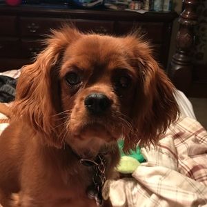 Meet your Posher, Karen